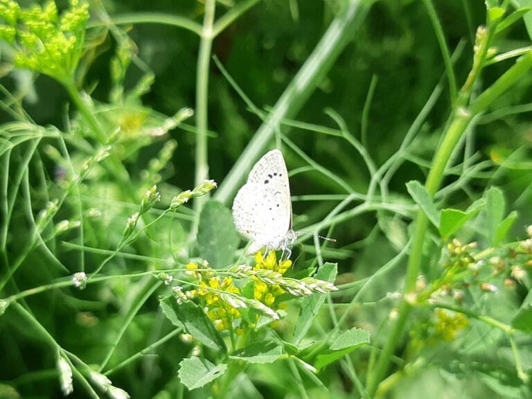 The Effects of Deforestation on Biodiversity a white butterfly sitting on top of a green plant